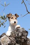 FOX TERRIER 155